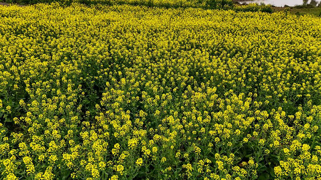春晚《贺花神》里的这些花在泸州被唤醒了,还有重磅活动在等你→(图18) 18.jpg