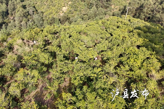 全国首个!泸县这里藏着一座“黄栀子基因库”(图1) 1.jpg