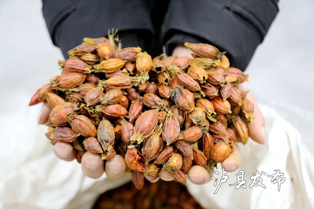 全国首个！泸县这里藏着一座“黄栀子基因库”