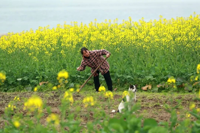 纳溪三江坝，赏花正当时！这个周你还不来，花儿就谢了！