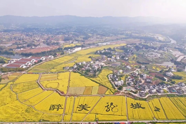 泸州油菜花迎春绽放，两大春日文旅活动邀您共赴金黄之约