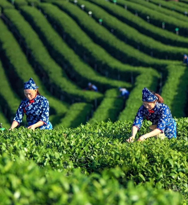 四川省第十三届茶叶开采活动周 来纳溪品味春天第一杯茶(图1) 茶1.jpg