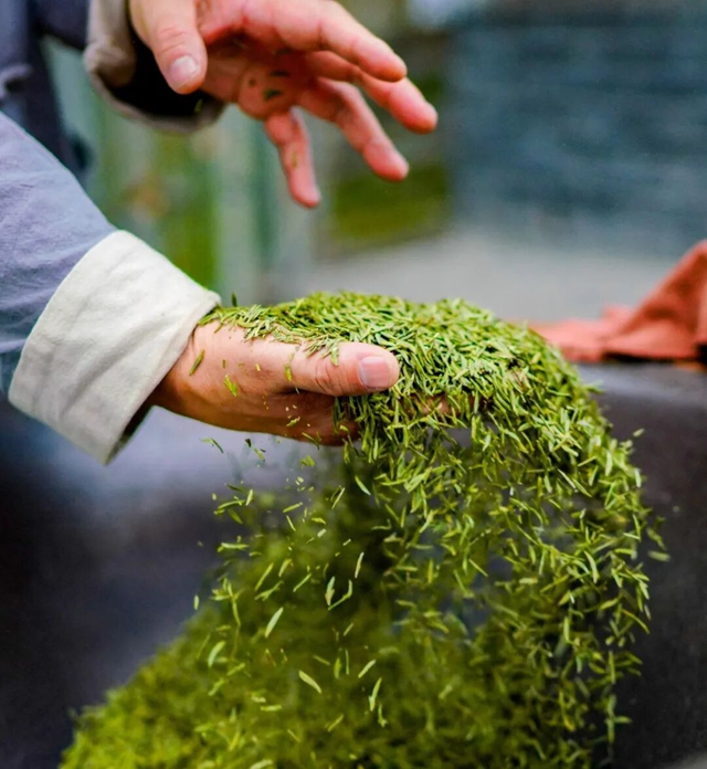 四川省第十三届茶叶开采活动周 来纳溪品味春天第一杯茶(图2) 茶2.jpg