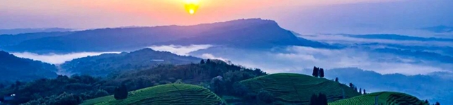 “镜观特早茶乡 品味中国春天”短视频、摄影比赛启动,纳溪邀你来打卡→(图3) 3.jpg