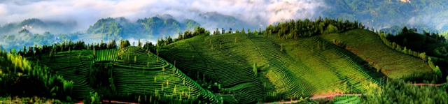 “镜观特早茶乡 品味中国春天”短视频、摄影比赛启动,纳溪邀你来打卡→(图2) 2.jpg