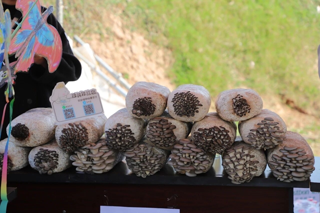 田园藏乐趣 文旅促振兴|泸县天兴镇鸵鸟田园会圆满落幕(图11) 天11.jpg