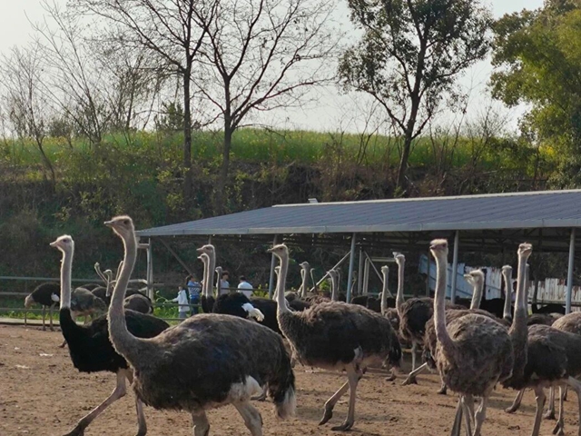 田园藏乐趣 文旅促振兴|泸县天兴镇鸵鸟田园会圆满落幕(图9) 天9.jpg