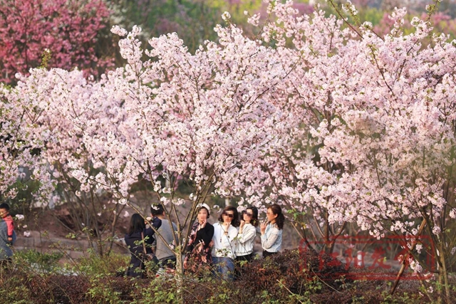 花，花点时间来江阳出片→