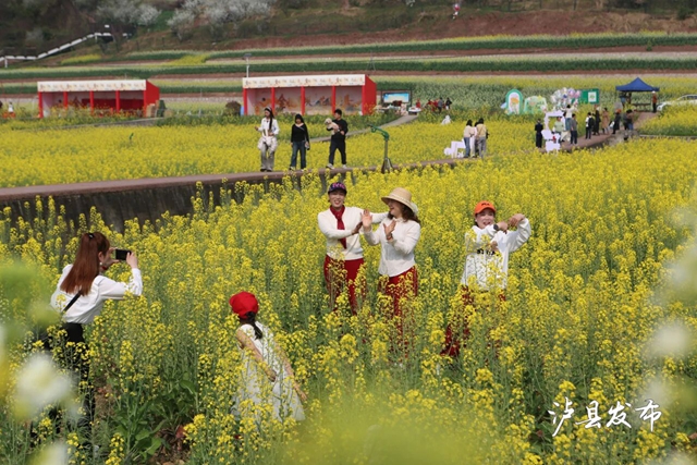 花海Live、花田锅锅宴、趣味挑战……泸县谭坝菜花节玩嗨了！