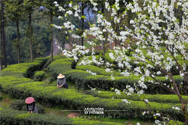 【2026茶叶开采活动周】早茶“第一采”在纳溪!直击启动仪式现场(图8) 8.jpg