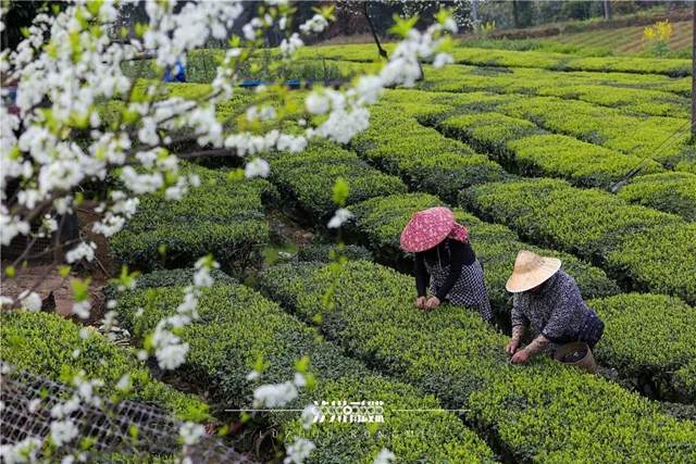 【2026茶叶开采活动周】早茶“第一采”在纳溪!直击启动仪式现场(图9) 9.jpg