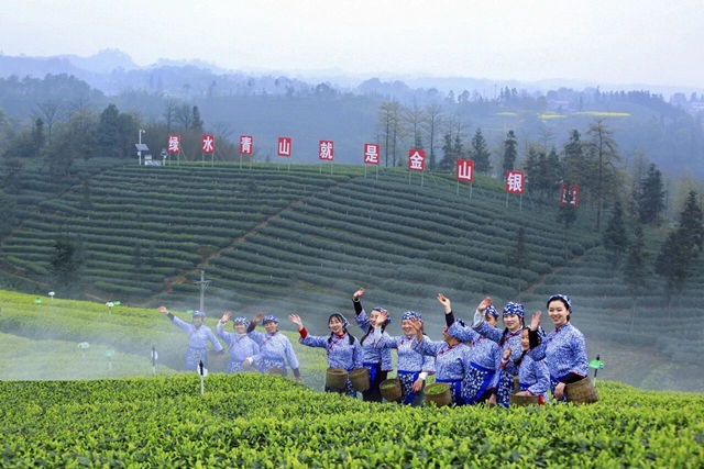 【2026茶叶开采活动周】早茶“第一采”在纳溪！直击启动仪式现场