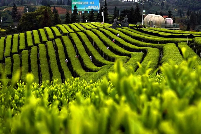 【2026茶叶开采活动周】早茶“第一采”在纳溪!直击启动仪式现场(图11) 11.jpg