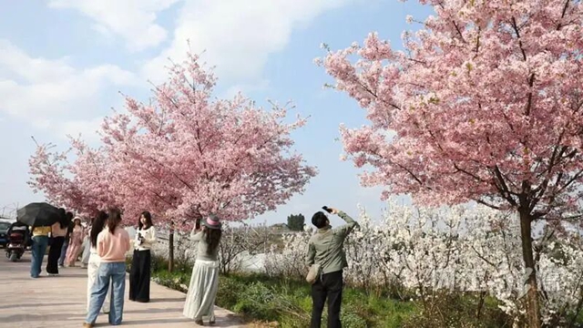 听说没？内江这条“樱花步道”火了！现场打卡游客一波接一波