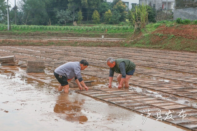 预计56万亩+！泸县全面开启“春耕模式”