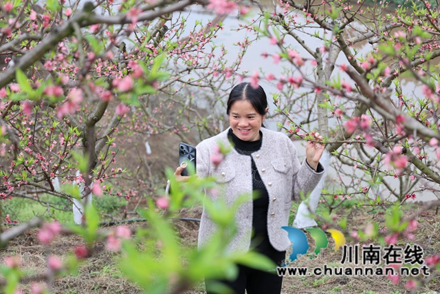 龙马潭：百亩黄桃缀枝头 赏花踏青正当时