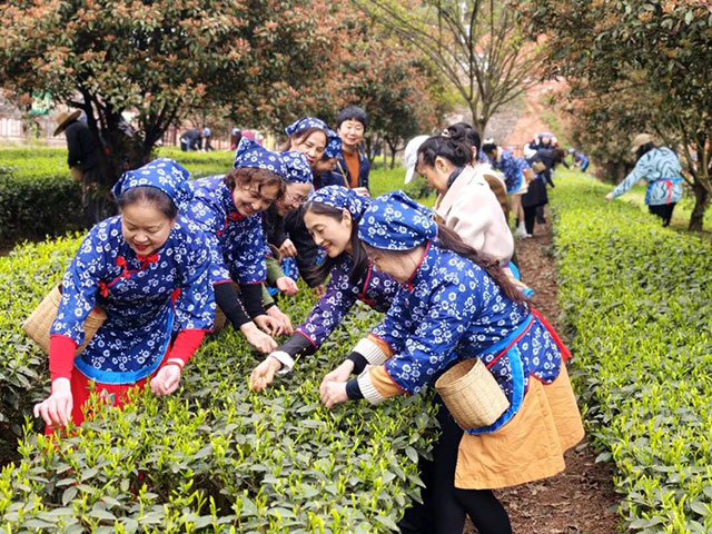 茶香韵初心 巾帼展芳华——民建泸州市委会开展“三八”国际妇女节主题活动