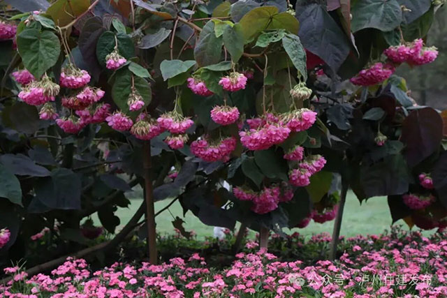 非洲芙蓉、贴梗海棠……绿意繁花邂逅酒城春日浪漫