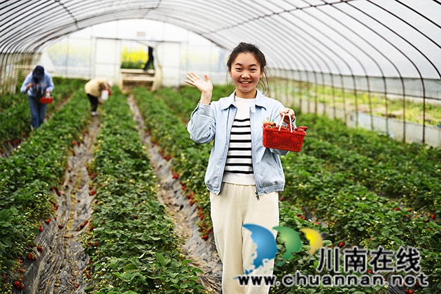 草莓采摘1(1).jpg
