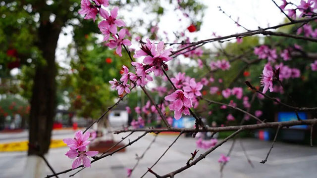 就在泸州城区，这里有一片粉色花海