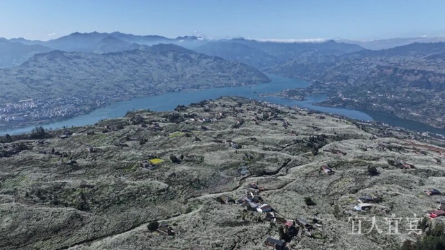 好漂亮!宜宾这里的十万亩李花盛开了(图10) 10.jpg