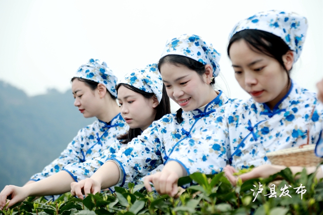 泸县春茶，开采！