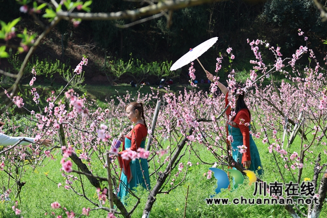 龙马潭：桃花满山间 春游正当时