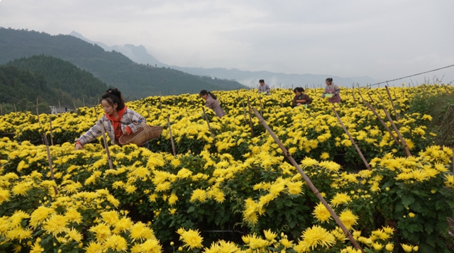 古蔺“后花园”，一村一品串珠成链