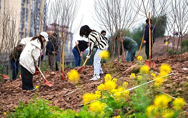 泸州：2000多双手添新绿，1.2万株苗木迎明年花海！