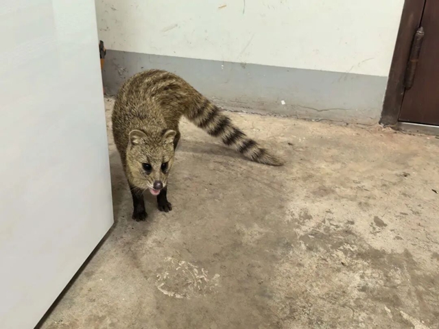 “国宝”半夜拜访合江村民……