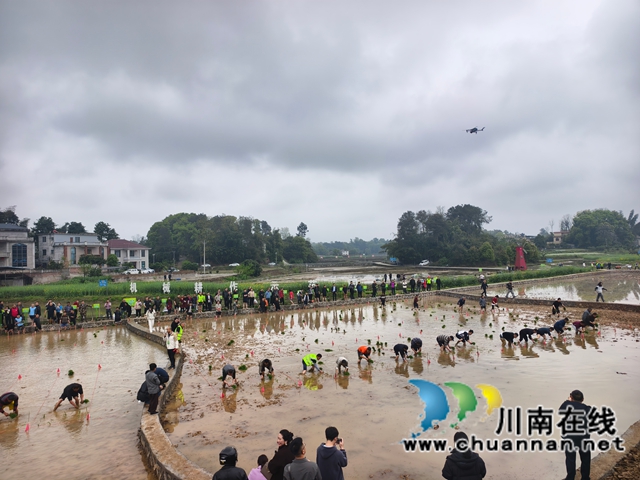 合江“开秧门”拉开水稻移栽大幕 气象服务精准护航春耕