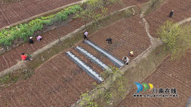 古蔺香山村：千亩菊苗移栽忙 “花样”产业再扩容