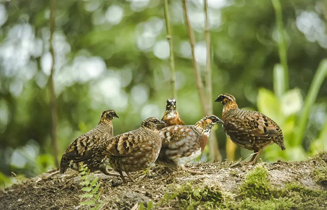 全国首个!“鸟中大熊猫”新家在宜宾落成(图4) 4.jpg