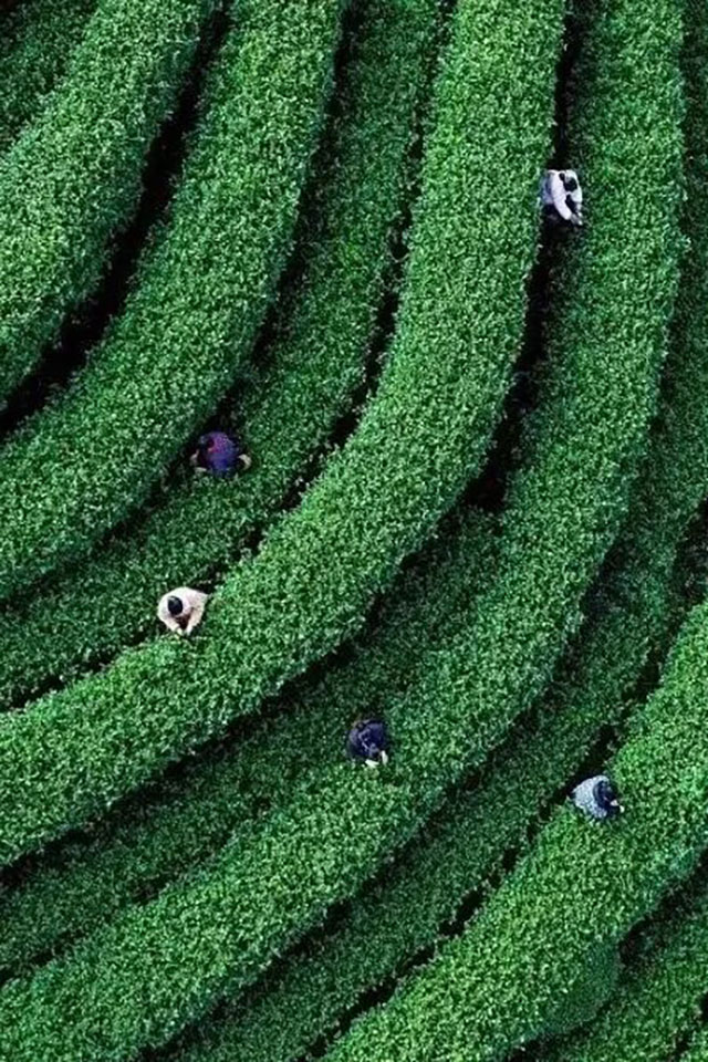 二月茶三月酒,泸州坐到尝个够~(图9) 10.jpg