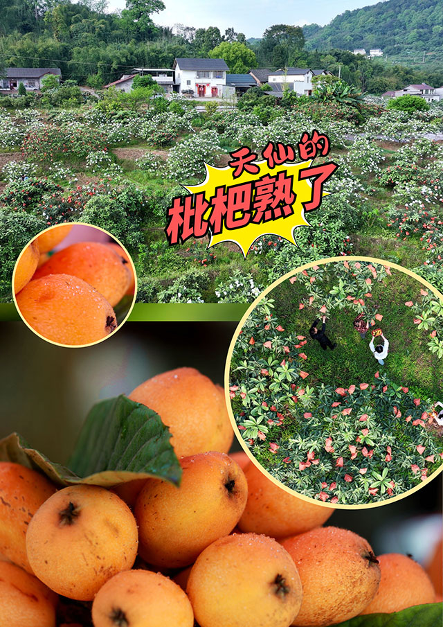 纳溪天仙“早花”枇杷熟了!先到先得!(图1) 1.jpg