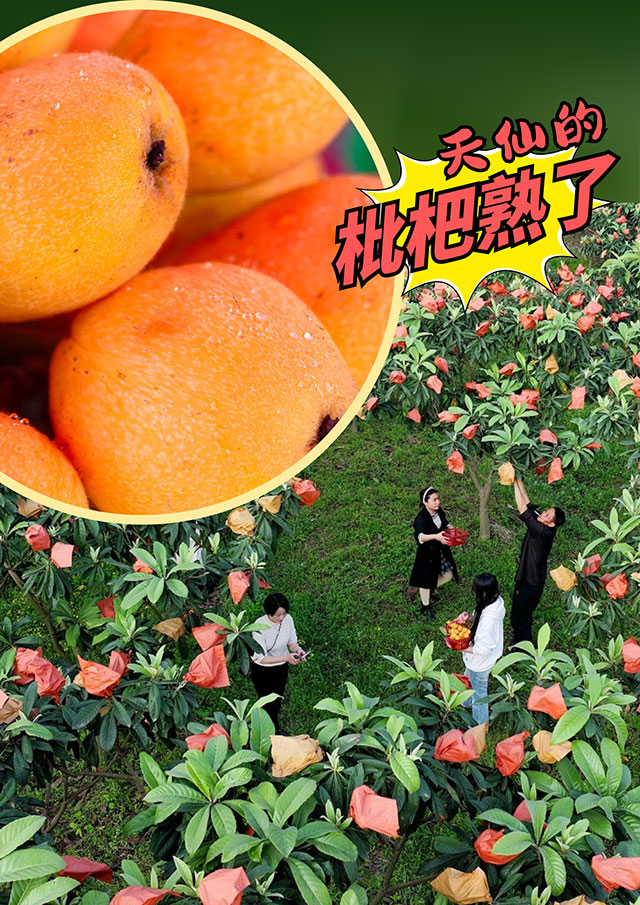 纳溪天仙“早花”枇杷熟了!先到先得!(图3) 3.jpg