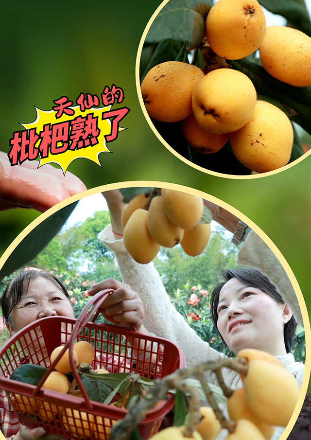 纳溪天仙“早花”枇杷熟了!先到先得!(图4) 4.jpg