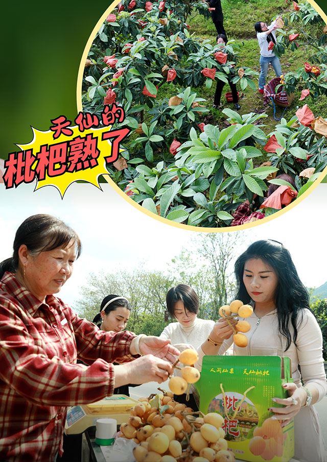 纳溪天仙“早花”枇杷熟了!先到先得!(图6) 6.jpg