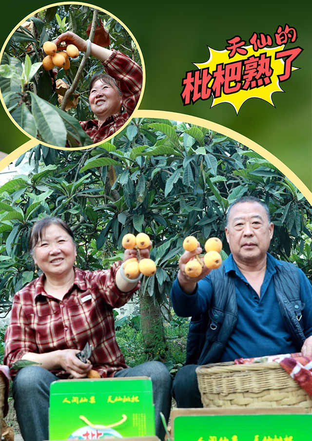 纳溪天仙“早花”枇杷熟了!先到先得!(图7) 7.jpg