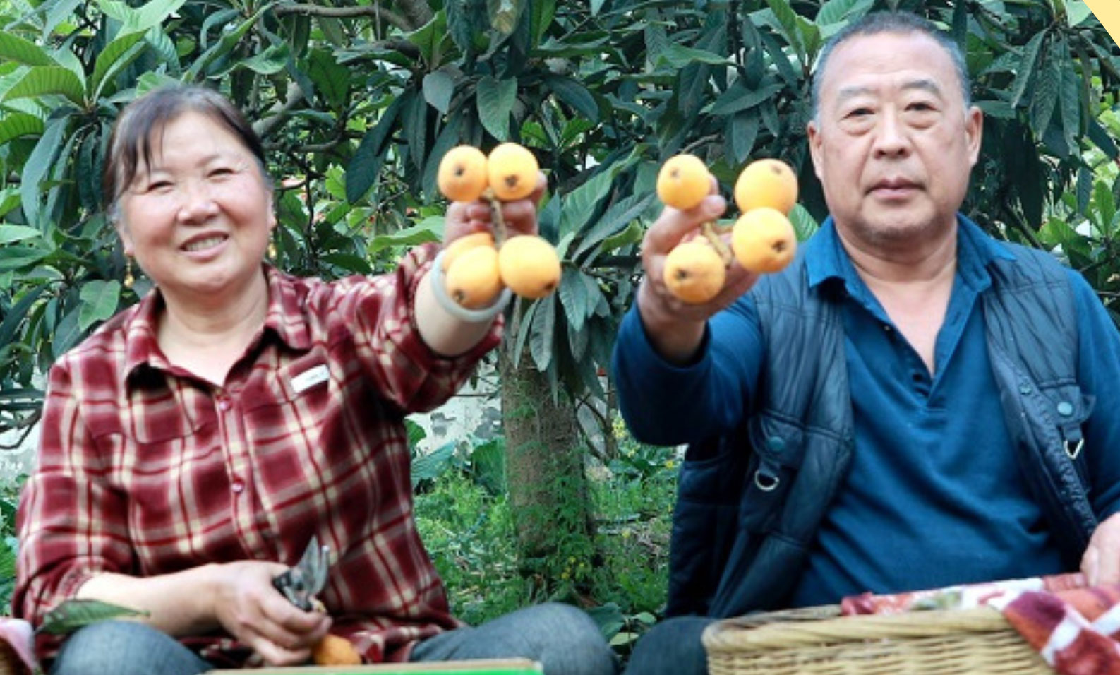 纳溪天仙“早花”枇杷熟了！先到先得！