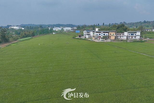 在泸县，我找到了一片“风吹麦浪”