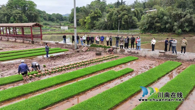 纳溪：科技赋能春耕 助力农业生产跑出“加速度”