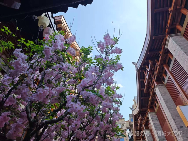 春日限定!老泸州·大河街换新装,风筝纱幔里的浪漫约会(图4) 4.jpg