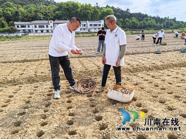 周兴海指导放生姜种子（曾佐然摄）.jpg