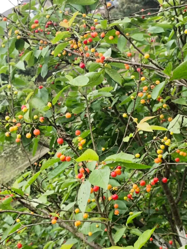 走,摘“恩桃儿”去~(图8) 桃9.jpg