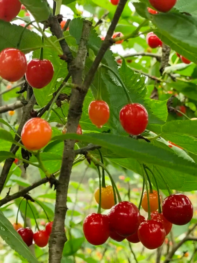 走,摘“恩桃儿”去~(图7) 桃7.jpg