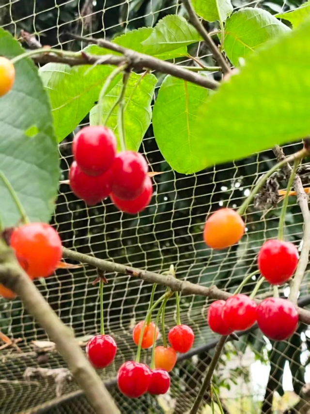走,摘“恩桃儿”去~(图9) 桃10.jpg