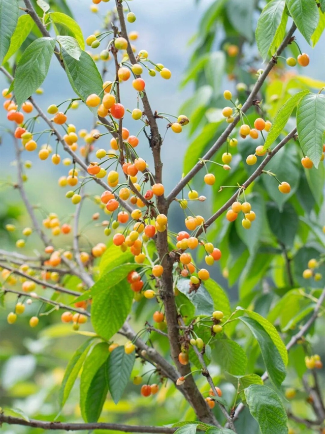 走,摘“恩桃儿”去~(图2) 桃2.jpg