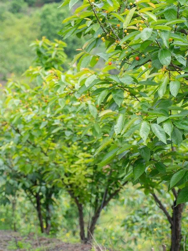 走,摘“恩桃儿”去~(图3) 桃3.jpg