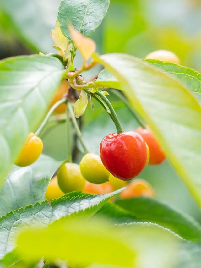 走,摘“恩桃儿”去~(图5) 桃5.jpg